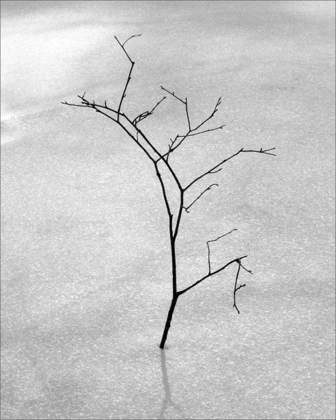 树枝在冰冻的雪看起来富有表现力图片下载