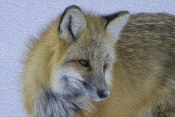 红狐狸特写图片下载