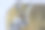 红狐狸特写图片下载