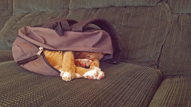 猫在背包里图片下载