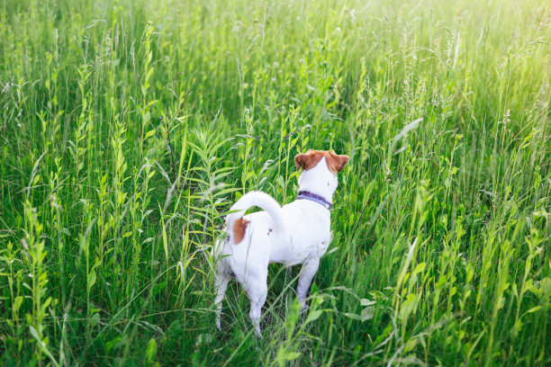 快乐的小狗杰克罗素梗在夏天的草地上散步。图片下载