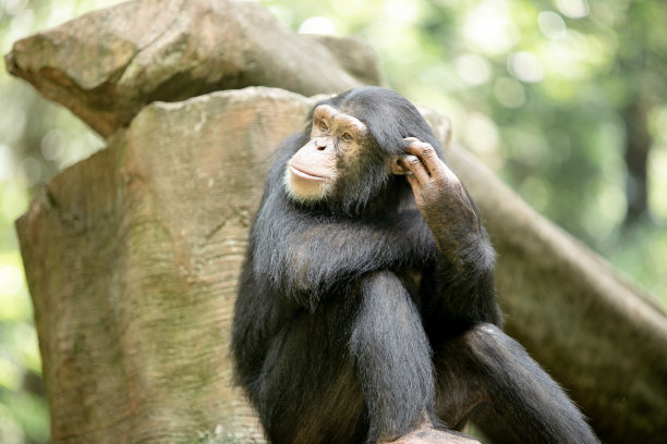 黑猩猩图片下载