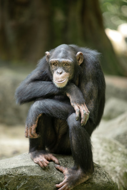 黑猩猩图片下载