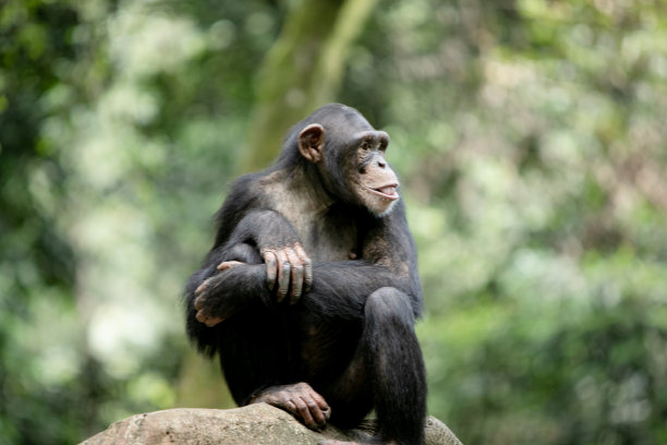 黑猩猩图片下载