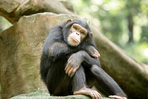 黑猩猩图片下载