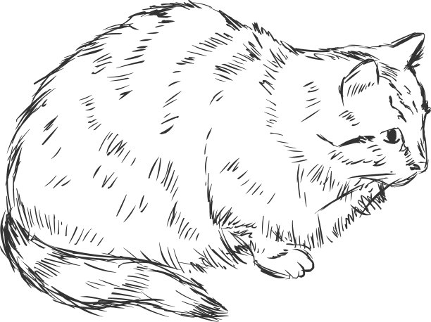 素描的猫图片下载