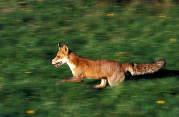 红狐，狼，成年狼在诺曼底的草地上奔跑图片下载