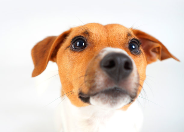 杰克罗素梗狗肖像特写图片下载