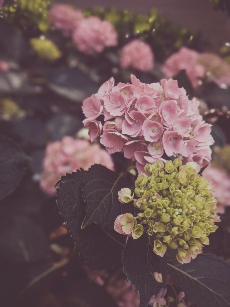 小粉红印花图片下载