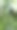 这是古巴一株咖啡植物上的绿色咖啡豆的特写图片下载