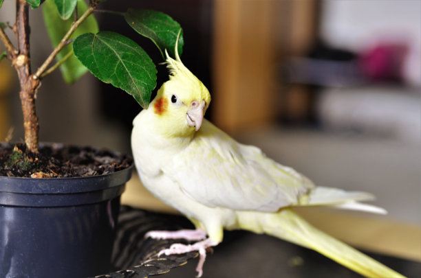 咖啡桌花瓶里的黄色若虫荷兰图片下载