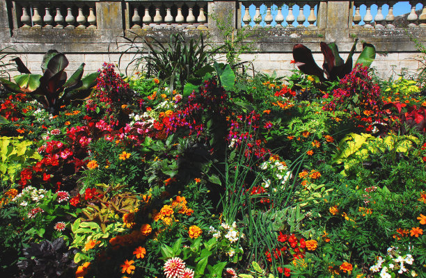 鲜花-美丽多彩的花园在法国图片下载