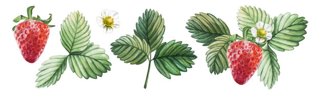 水彩设置红色多汁草莓与半浆果，叶和花。手绘食物插图。水果打印。图片下载