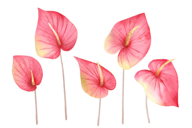 水彩手画一套粉红色的热带花红掌。异国情调的丛林植物设计背景，网页模板，数字纸，家庭装饰，植物打印的花卉剪纸插图。素材图片