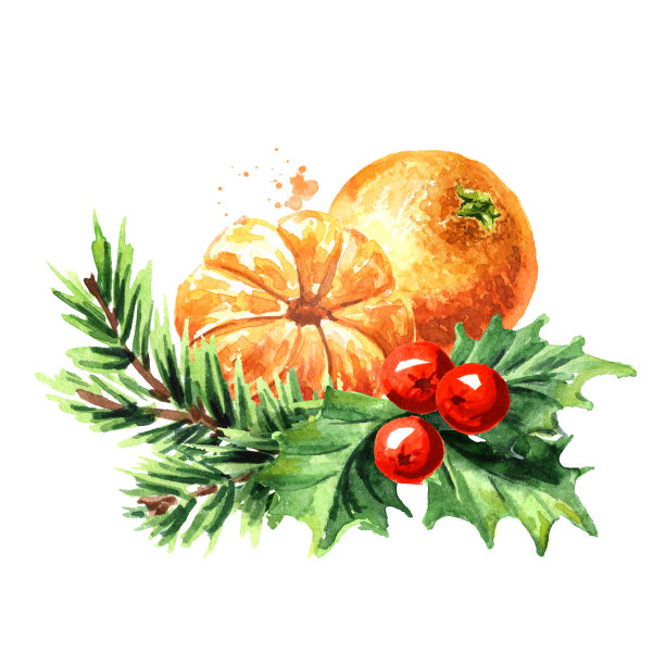 多汁的桔子或橘子，冷杉枝和装饰新年的象征冬青浆果，圣诞概念。手绘水彩插图，孤立的白色背景图片下载