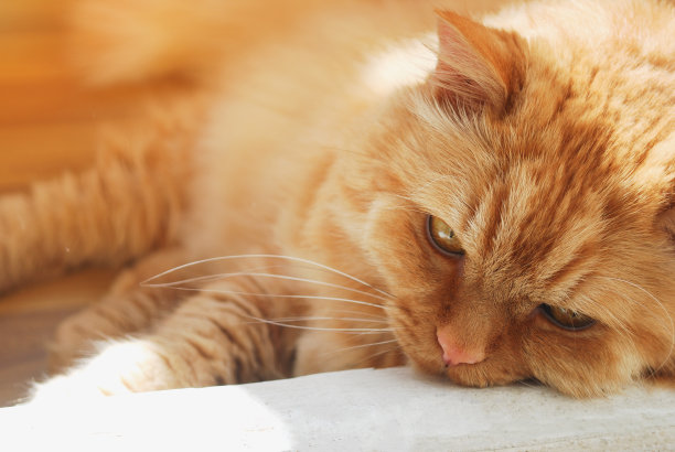 一只红头发的老猫近距离躺在门口，很伤心图片下载