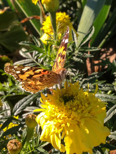 蝴蝶在黄色的金盏花上图片下载