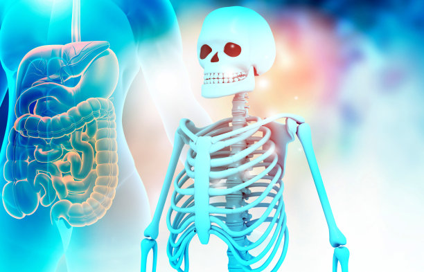 有医学背景的人体骨骼图片下载