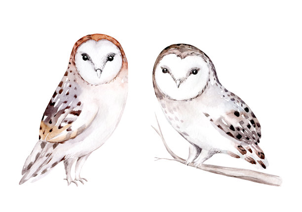 林地水彩可爱的动物宝宝猫头鹰。斯堪的纳维亚猫头鹰森林苗圃海报设计。孤立charecter图片下载
