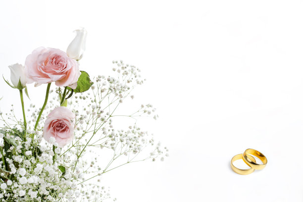 白色背景上的粉红玫瑰图片下载