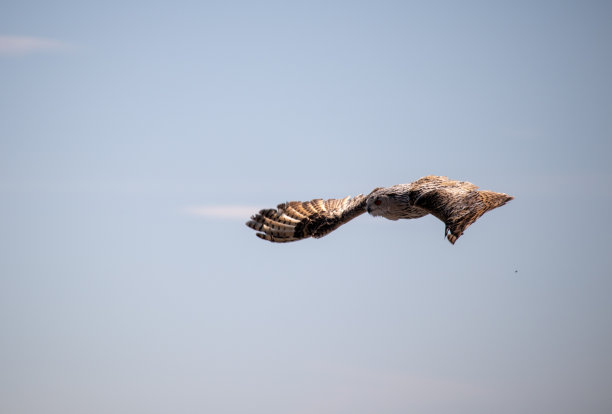 一个开始，飞行的雪鸮对森林和山脉背景与欧洲的蓝天图片下载