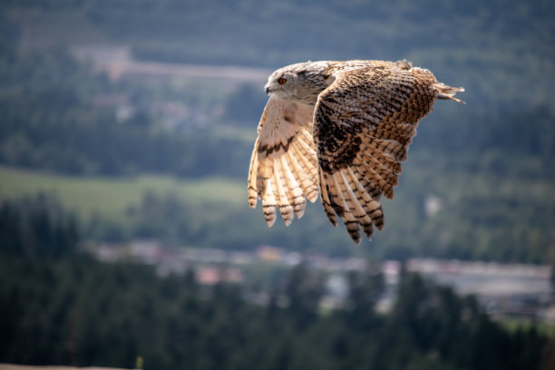 一个开始，飞行的雪鸮对森林和山脉背景与欧洲的蓝天图片下载