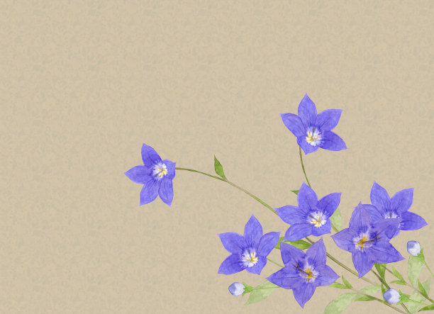 中国的风铃图片下载