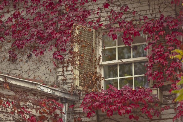 秋天色彩斑斓图片下载