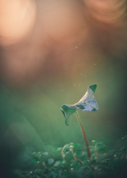 一个绿色的叶子常青藤叶子接近宏观上的绿色和橙色的背景图片下载