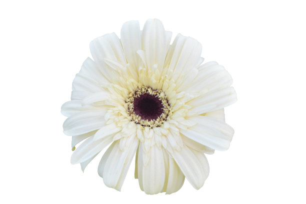 充满活力的亮白色非洲菊雏菊花图片下载