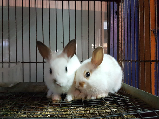 两只兔子在宠物店的笼子里图片下载