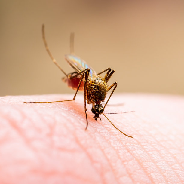 采购产品脑炎，黄热病，疟疾，马雅罗或寨卡病毒感染库蚊寄生虫昆虫宏观图片下载