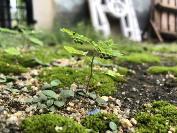 靠近草地图片下载