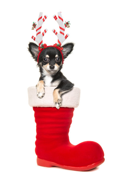 白色背景下，可爱的吉娃娃头戴圣诞帽，坐在圣诞老人的靴子里，面对镜头图片下载