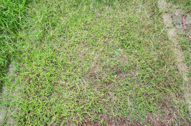 小路上杂草丛生图片下载