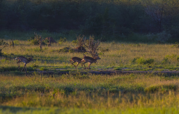 羚羊在早上图片下载