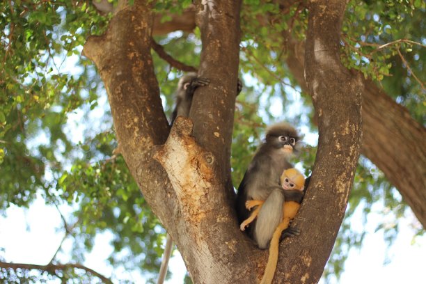 杜斯基·兰古尔图片下载