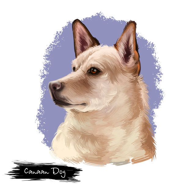 迦南犬品种白色背景数字艺术插画。中东地区的巴利亚犬品种。可爱宠物手绘肖像。图形剪贴画设计逼真动物。素材图片