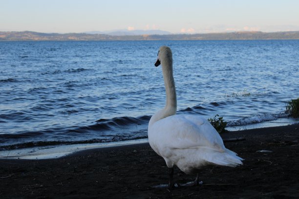 天鹅和蓝色的湖水图片下载