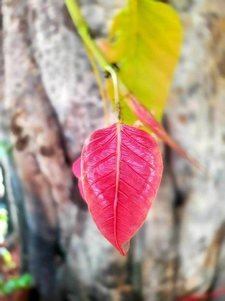 《一片树叶》图片下载