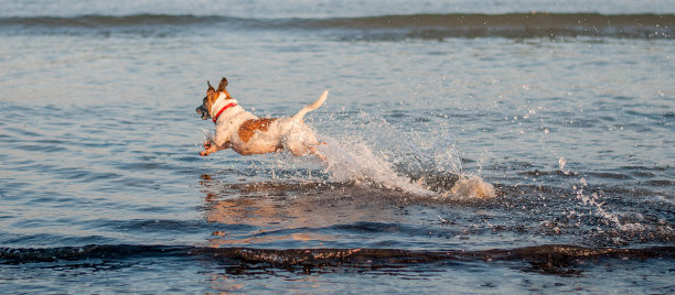 在韦茅斯海滩上，狗在水里跳跃图片下载