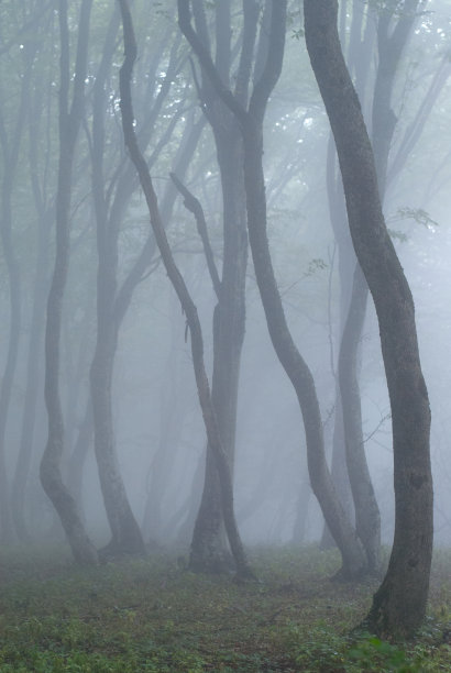 树在春天薄雾的森林图片下载