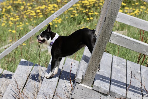 波士顿梗犬图片下载