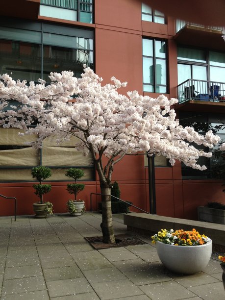 樱花的树图片下载