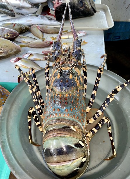 色彩斑斓的龙虾图片下载