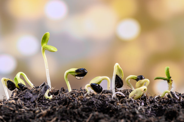 水滴在秧苗上。新出生的植物。在花园家中种树。拯救地球拯救生命。图片下载