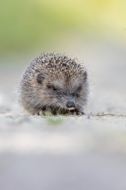 寻找食物的多刺刺猬(Erinaceus europaeus)图片下载