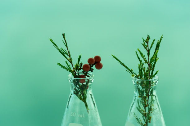 两个科学玻璃烧瓶，有机绿色植物和红色水果用于化妆品生物技术研究的白色织物和蓝天自然背景图片下载