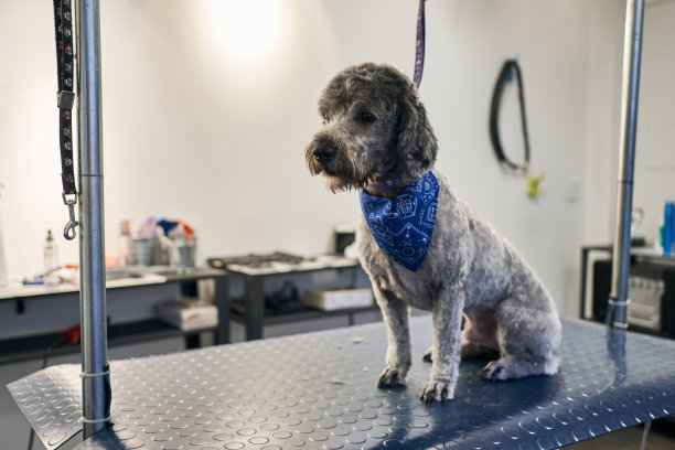 一只漂亮的拉布拉多犬在宠物美容沙龙图片下载