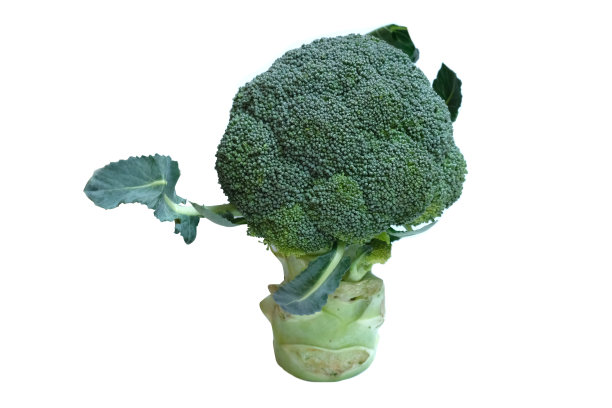 在白色背景上孤立的西兰花。图片下载